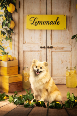 Étalon Spitz allemand - Ursula (Sans Affixe)