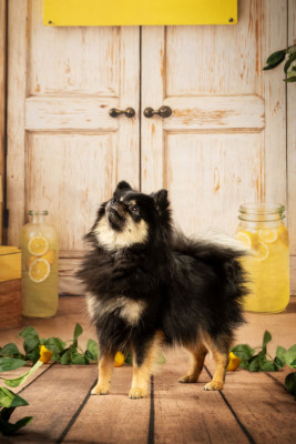 Étalon Spitz allemand - Una (Sans Affixe)