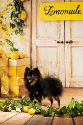 Étalon Spitz allemand - Vaï (Sans Affixe)