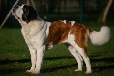 Étalon Chien du Saint-Bernard - Taya Sources de la liane