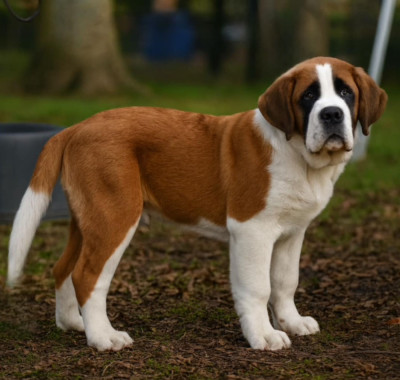 Étalon Chien du Saint-Bernard - Arkan King Du Jolyreve d'Amandine