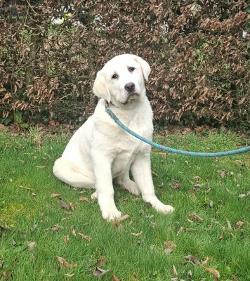 Étalon Berger d'Asie Centrale - Eowyn yasira alabai