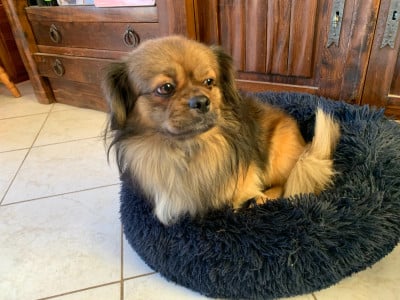 Étalon Epagneul tibetain - old'up (Sans Affixe)