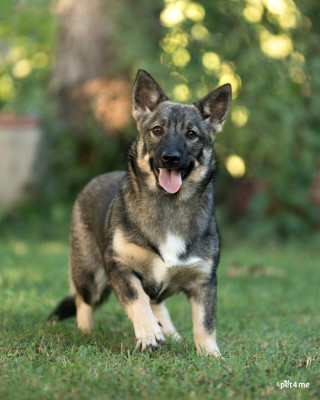 Étalon Spitz des Visigoths - Ulka Du Mas Des Oiseaux