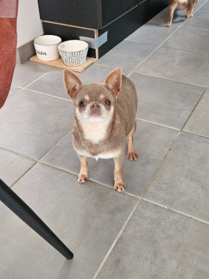 Étalon Chihuahua - Ultra color lavander De La Contrée Des Elfes