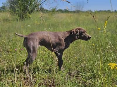 Étalon Braque français, type Pyrenees (petite taille) - UNIGHT du Milobre de Bouisse