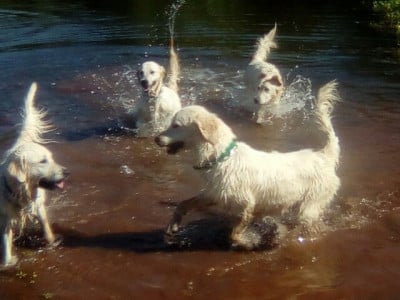 Étalon Golden Retriever - v'anna Les Goldens Des Tribus D'Or