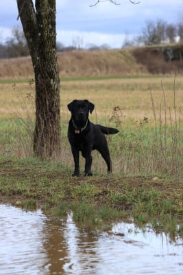 Étalon Labrador Retriever - Vino Du Gardien Des Aulnois