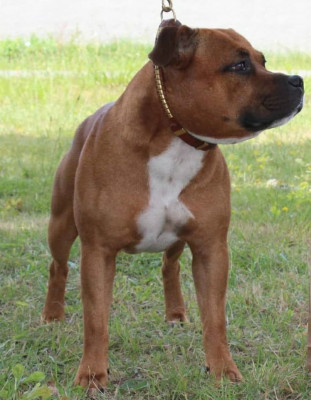 Étalon Staffordshire Bull Terrier - Rio Zorionaren Etxea