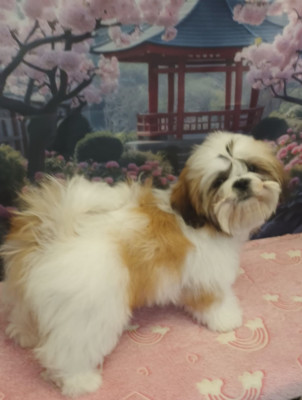 Étalon Shih Tzu - vanessa arssamandi