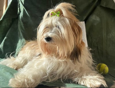 Étalon Bichon Havanais - UBBLE ULYSSIA des terres vertes de l'avesnois