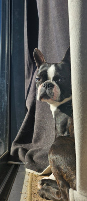 Étalon Boston Terrier - V'XENA De La Légende De Tézire