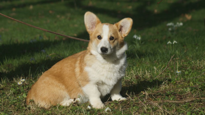 Étalon Welsh Corgi Pembroke - ADELE Des Terres De Beaulieu