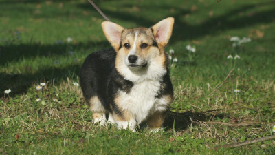 Étalon Welsh Corgi Pembroke - FLEUR Des Terres De Beaulieu