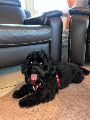 Étalon Bichon Havanais - waloo des Bosquets Gaumais