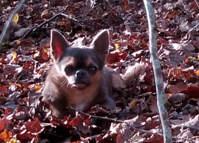 Uzzy De la Vallee de Conroy