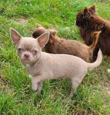 VVilow De la fontaine aux maléfices
