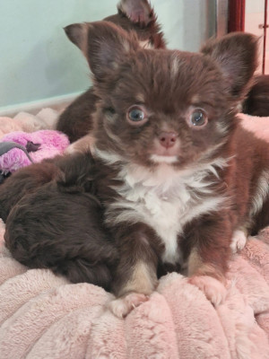 Étalon Chihuahua - Aimy Les Anges De Sidonie