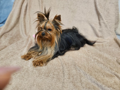 Étalon Yorkshire Terrier - VAIANNA Du Domaine De La Vallée Heureuse