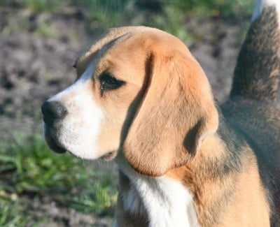 Étalon Beagle - Aria de la vallée du grand loup