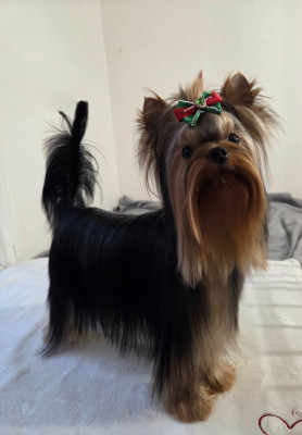 Étalon Yorkshire Terrier - Let's Go Baby Viens on s'aime