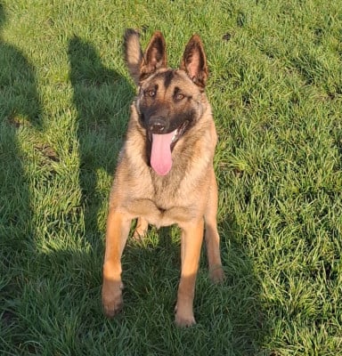 Étalon Berger Belge - Vicky de la vallée du grand loup
