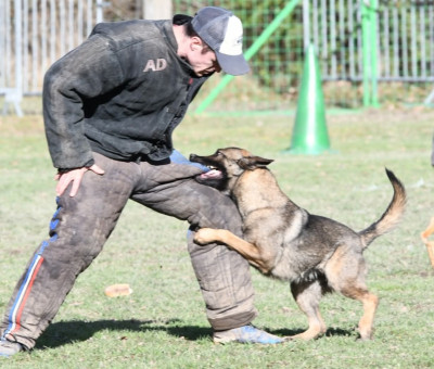 Étalon Berger Belge - Vipere de la vallée du grand loup