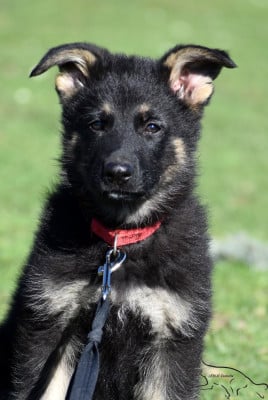 Étalon Berger Allemand - AXONE Des Gardiens D'albacasko