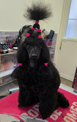 Étalon Caniche - Dolce Vaquero Under the coton flower