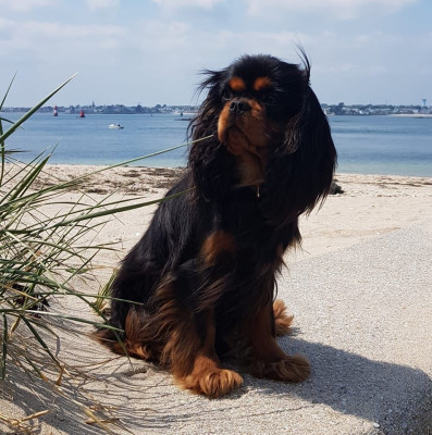 Étalon Cavalier King Charles Spaniel - Time After Time des petits Anges de Sophie