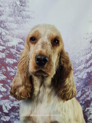 Étalon Cocker Spaniel Anglais - VERVEINE du mont de la chenaie