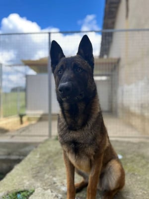 Étalon Berger Belge - Veïko Du Domaine De Poumecoste