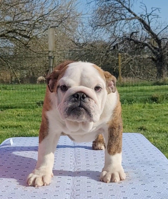 Étalon Bulldog Anglais - As de coeur De la Cour des Molosses