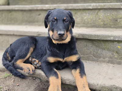 Étalon Berger de Beauce - Alnitak Des Veilleurs D'Orion