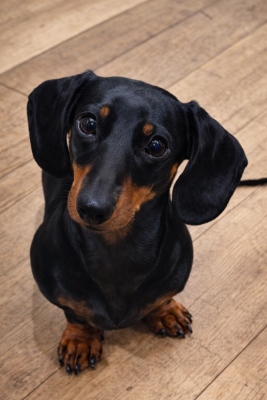 Étalon Teckel poil ras - Ursaff Des Pépites De La Bergerie