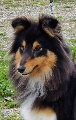 Étalon Shetland Sheepdog - Temptation true black des étangs sauvages