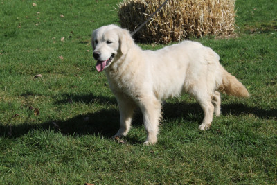 Étalon Golden Retriever - Zirca Du rivage des mille etangs