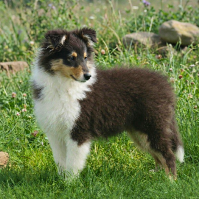 Étalon Shetland Sheepdog - A Little Boy Du Domaine Des Ptit's Futés