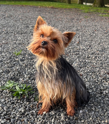 Étalon Yorkshire Terrier - unfiny Des Vents D'Océan