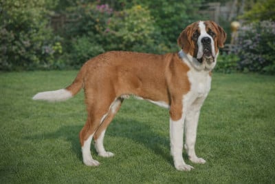 Étalon Chien du Saint-Bernard - Arkan King Du Jolyreve d'Amandine