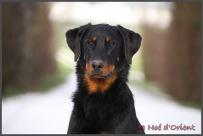 Étalon Berger de Beauce - Apéroooooo de la Noé d'Orient