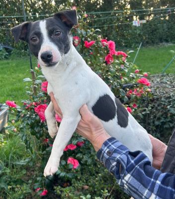 Étalon Jack Russell Terrier - tornado De la piece aux roi