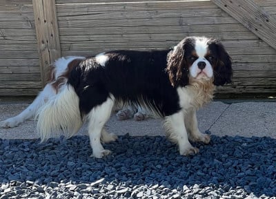 Étalon Cavalier King Charles Spaniel - Vauban De La Vallée Du Montois