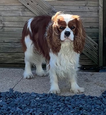 Étalon Cavalier King Charles Spaniel - Vertige Du Mas De Dixie