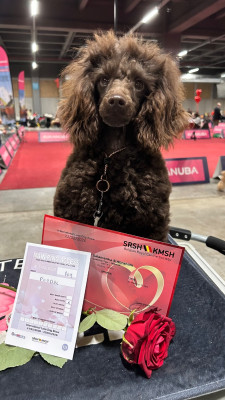 Étalon Caniche - Salamanka S Abraham