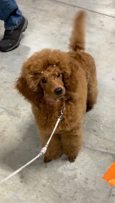 Étalon Caniche - Armani Giorgio Du Domaine Des Anges Dores