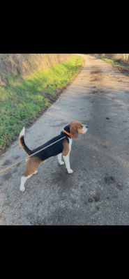 Étalon Beagle - r'james de l'antre des jacks