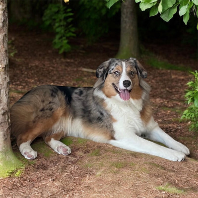 Étalon Berger Australien - Raven blue du jardin des Heliades De L’Antre Du Clair De Lune