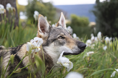 Étalon Chien-loup tchecoslovaque - Vesna Okami soho