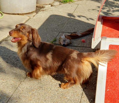 Étalon Teckel poil long - minidogland Teddy